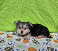 Snickers, a male Morkie for sale in Lake, MI – 5 of 5