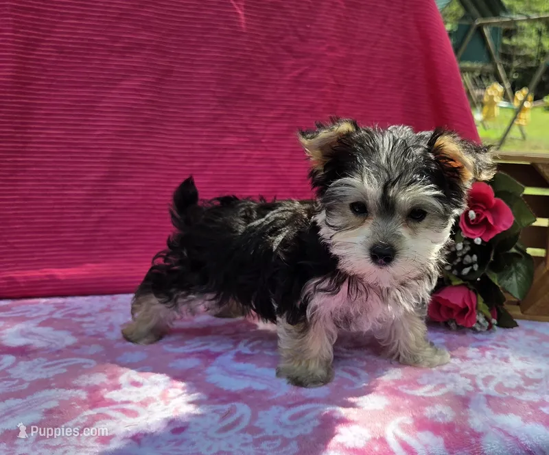 Paisley  – Morkie puppy for sale in Lake, MI