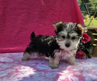 Paisley , a female Morkie for sale in Lake, MI – 4 of 9