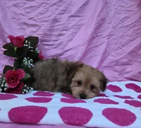 Tonya, a female Morkie for sale in Lake, MI – 5 of 7