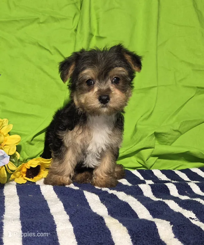 Tony – Morkie puppy for sale in Lake, MI
