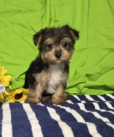 Tony, a male Morkie for sale in Lake, MI – 1 of 6
