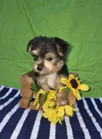 Tony, a male Morkie for sale in Lake, MI – 5 of 6