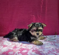 Pixie, a female Morkie for sale in Lake, MI – 6 of 10