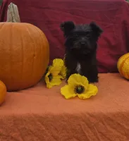Sasha, a female Morkie for sale in Lake, MI – 2 of 6