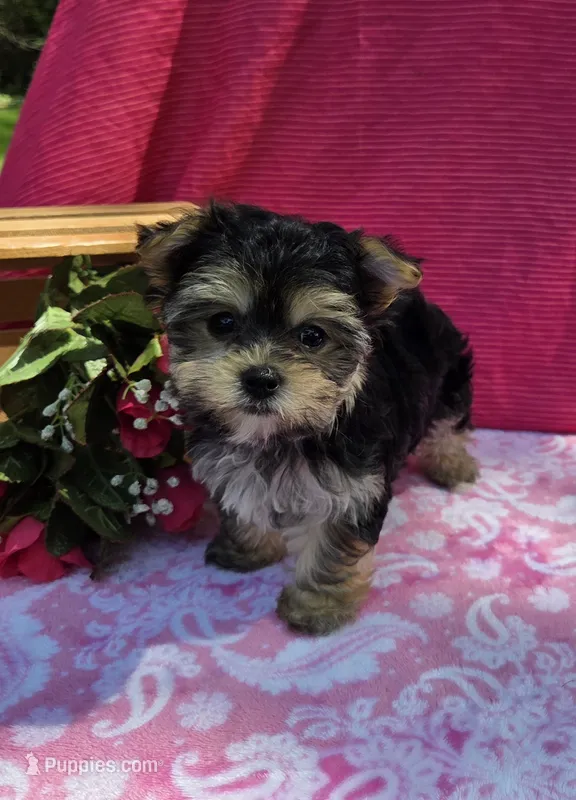 Pixie – Morkie puppy for sale in Lake, MI