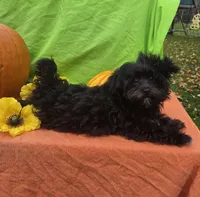 Smoky , a male Morkie for sale in Lake, MI – 3 of 6