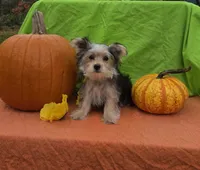 Snickers , a male Morkie for sale in Lake, MI – 2 of 4