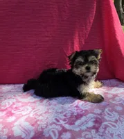Pixie, a female Morkie for sale in Lake, MI – 9 of 10