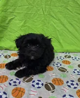 Smoky, a male Morkie for sale in Lake, MI – 3 of 7