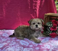 Petunia, a female Morkie for sale in Lake, MI – 4 of 7