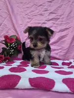 Tilly, a female Morkie for sale in Lake, MI – 6 of 6