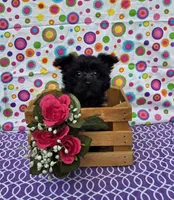 Sasha, a female Morkie for sale in Lake, MI – 4 of 7