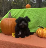 Smoky , a male Morkie for sale in Lake, MI – 2 of 6