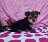 Twinkle, a female Morkie for sale in Lake, MI – 2 of 6