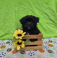 Smoky, a male Morkie for sale in Lake, MI – 4 of 7