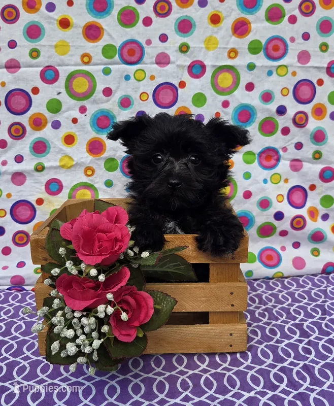 Sasha – Morkie puppy for sale in Lake, MI