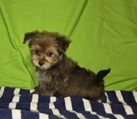 Teddy, a male Morkie for sale in Lake, MI – 3 of 5