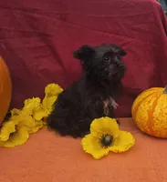 Sasha, a female Morkie for sale in Lake, MI – 5 of 6