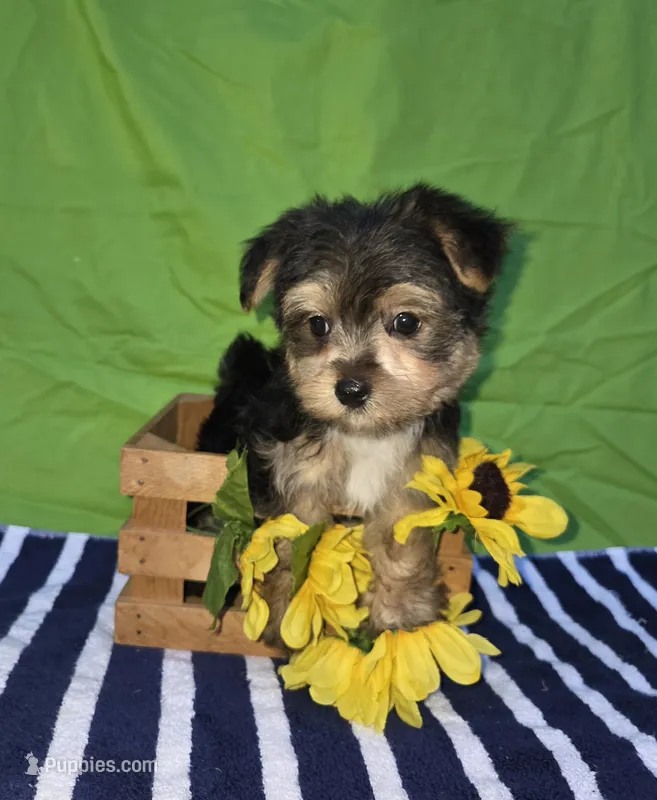 Tony – Morkie puppy for sale in Lake, MI