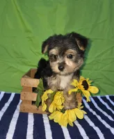 Tony, a male Morkie for sale in Lake, MI – 2 of 6