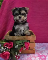 Paisley , a female Morkie for sale in Lake, MI – 7 of 9
