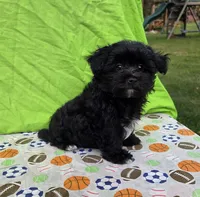 Smoky, a male Morkie for sale in Lake, MI – 1 of 7
