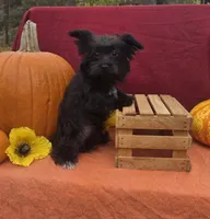 Sasha, a female Morkie for sale in Lake, MI – 6 of 6