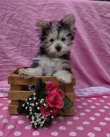 Paisley , a female Morkie for sale in Lake, MI – 7 of 9