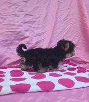 Tilly, a female Morkie for sale in Lake, MI – 5 of 6