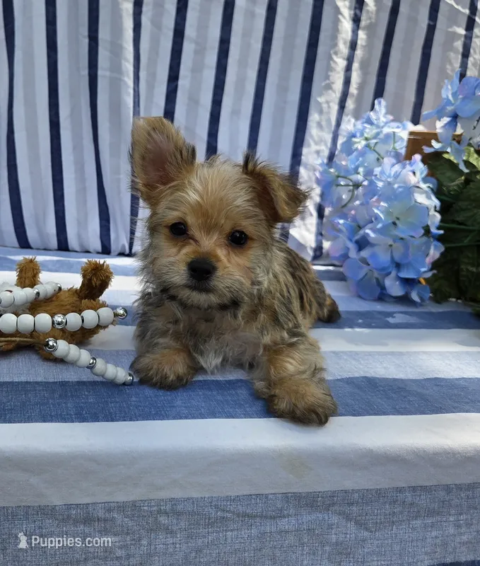 Prince  – Morkie puppy for sale in Lake, MI