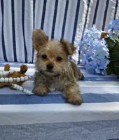 Prince , a male Morkie for sale in Lake, MI – 1 of 7