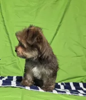 Teddy, a male Morkie for sale in Lake, MI – 2 of 5