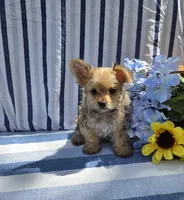 Prince , a male Morkie for sale in Lake, MI – 3 of 7