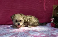 Petunia, a female Morkie for sale in Lake, MI – 5 of 7