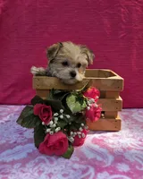 Petunia, a female Morkie for sale in Lake, MI – 6 of 7