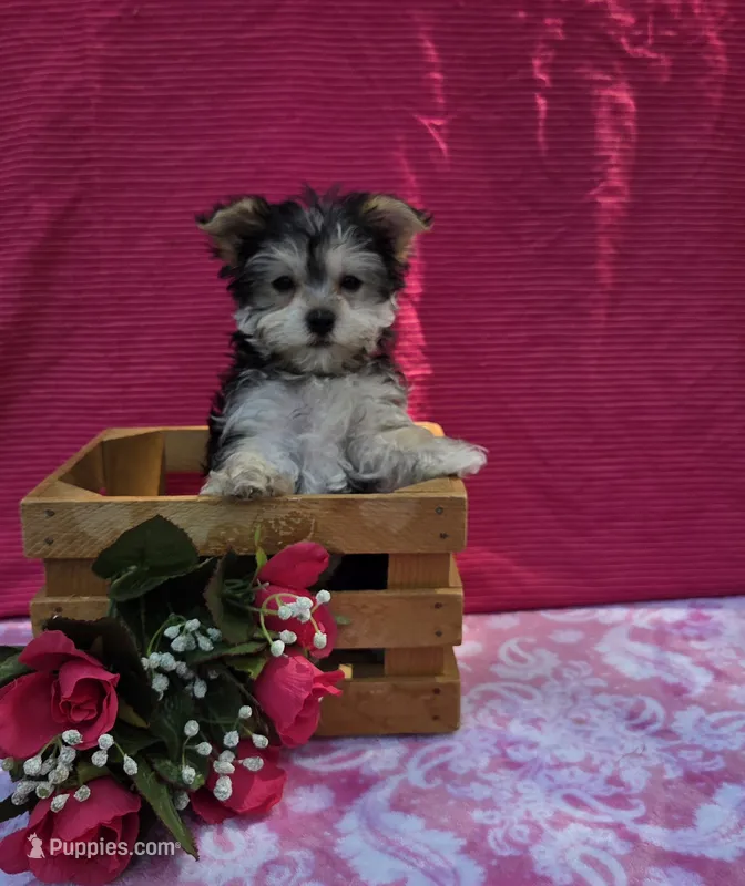 Paisley  – Morkie puppy for sale in Lake, MI