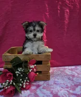 Paisley , a female Morkie for sale in Lake, MI – 1 of 9