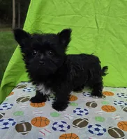 Shadow , a male Morkie for sale in Lake, MI – 3 of 8