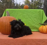 Smoky , a male Morkie for sale in Lake, MI – 4 of 6