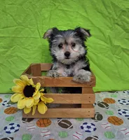 Snickers, a male Morkie for sale in Lake, MI – 4 of 5