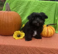 Smoky , a male Morkie for sale in Lake, MI – 6 of 6