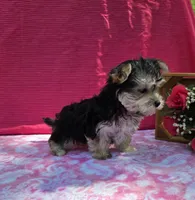 Paisley , a female Morkie for sale in Lake, MI – 5 of 9