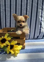 Prince , a male Morkie for sale in Lake, MI – 5 of 7
