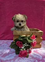 Petunia, a female Morkie for sale in Lake, MI – 7 of 7