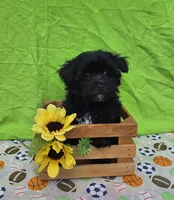 Smoky, a male Morkie for sale in Lake, MI – 2 of 7