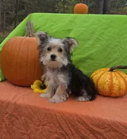 Snickers , a male Morkie for sale in Lake, MI – 1 of 4