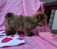 Tonya, a female Morkie for sale in Lake, MI – 6 of 7