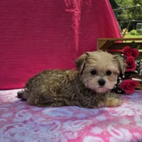 Petunia, a female Morkie for sale in Lake, MI – 2 of 7