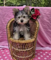 Paisley , a female Morkie for sale in Lake, MI – 3 of 9